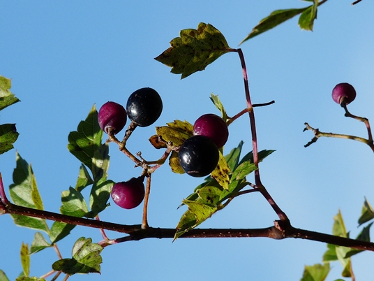 {Ampelopsis arborea}